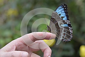 Tropical colorful butterfly closeup picture on a hand.