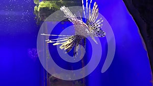 Tropical colorful coral reef fish white lionfish, Pterois volitans swimming in blue water of sea aquarium