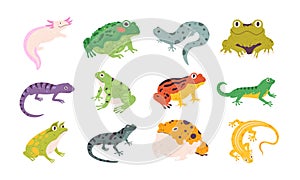 Tropical colorful decorative amphibian frogs, lizards and toads. Terrarium reptile animals, salamander, axolotl and newt