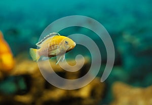 Tropical colorful fishes swimming in aquarium with plants