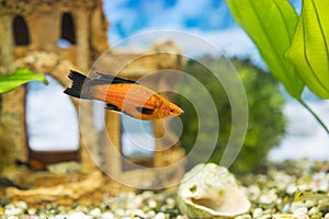 Tropical colorful fishes swimming in aquarium with plants. Goldfish, Carassius auratus, captive. Fish in the aquarium. Lonely fish