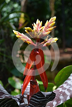 Tropical colorful flower