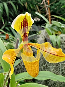 Tropical colorful jungle orchids blooms