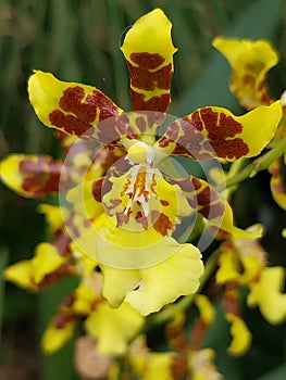 Tropical colorful jungle orchids blooms