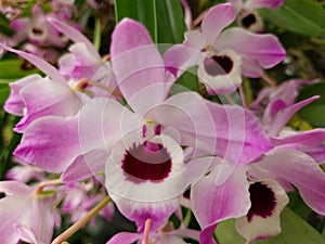 Tropical colorful jungle orchids blooms
