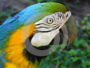 Tropical colorful parrot portrait with blue green and yellow feathers