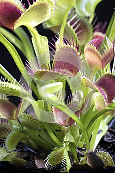 Tropical and Colorful Venus Flytrap