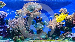 Tropical colour fish and coral reef