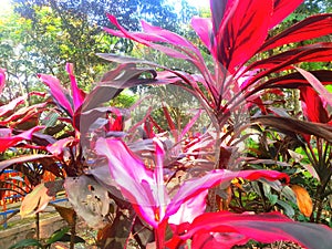 Tropical colour leaf flowers