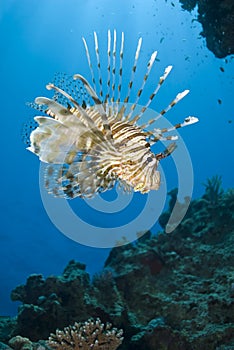 Tropical Common lionfish.