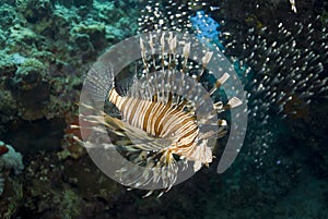 Tropical Common lionfish.