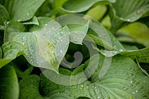 Tropical concept, green background. Plant host after the rain, drops of water on large leaves.Selective focus. Ecology