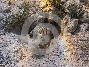 Tropical Spotted or Coral Blenny Fish Close up Emerging from Cave