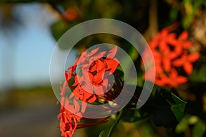 tropical coral color flower inflorescence beach plant