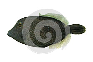 Tropical coral fish Orange-Lined Triggerfish  isolated on white background