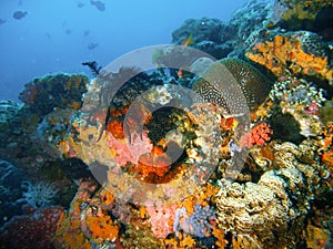 Tropical coral reef