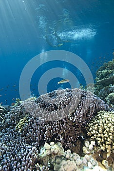 Tropical coral reef in blue water