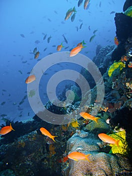 Tropical coral reef fish