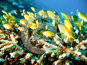 Tropical coral reef fish