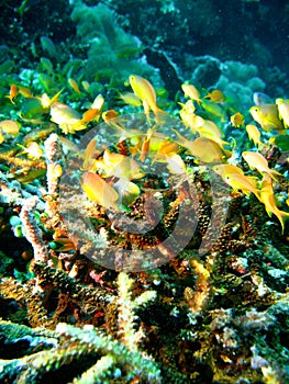 Tropical coral reef fish