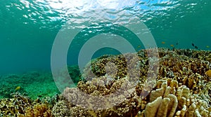 Tropical coral reef and fish underwater.