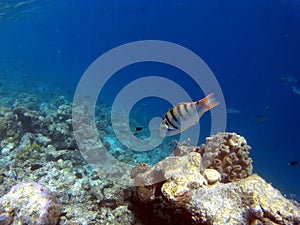 Tropical Coral Reef Fishes