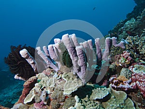 Tropical Coral Reef Landscape sponges photo