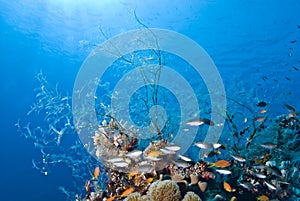 Tropical coral reef scene.