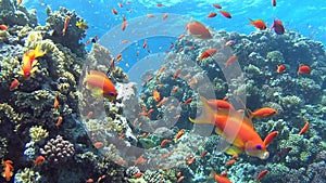 Tropical coral reef scene with shoals of fish