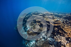 Tropical coral reef underwater in blue ocean. Coral garden