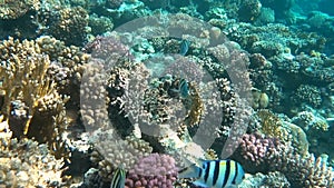 Tropical coral reef. Underwater fishes in Ras Mohamed, Sharm el Sheikh, Egypt