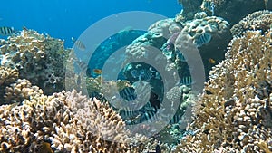 Tropical coral reef. Underwater fishes in Ras Mohamed, Sharm el Sheikh, Egypt