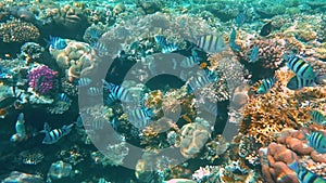 Tropical coral reef. Underwater fishes in Ras Mohamed, Sharm el Sheikh, Egypt