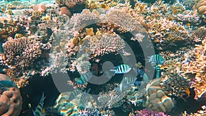 Tropical coral reef. Underwater fishes in Ras Mohamed, Sharm el Sheikh, Egypt