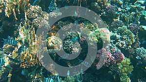 Tropical coral reef. Underwater fishes in Ras Mohamed, Sharm el Sheikh, Egypt