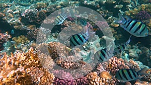 Tropical coral reef. Underwater fishes in Ras Mohamed, Sharm el Sheikh, Egypt