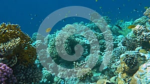 Tropical coral reef. Underwater fishes in Ras Mohamed, Sharm el Sheikh, Egypt