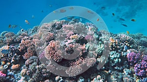 Tropical coral reef. Underwater fishes in Ras Mohamed, Sharm el Sheikh, Egypt