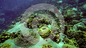 Tropical Coral reef underwater growing on stone