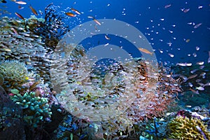 Tropical Coral Reef Underwater Landscape Biodiversity photo