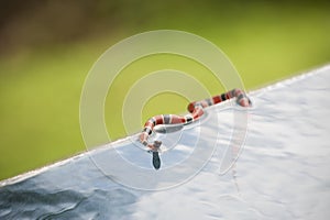 Tropical Coral Snake