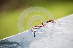 Tropical Coral Snake photo