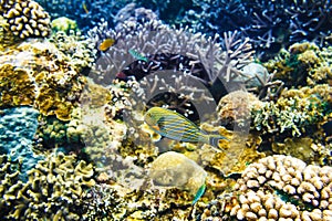 Tropical corals and bright fish on reef in Indian ocean.