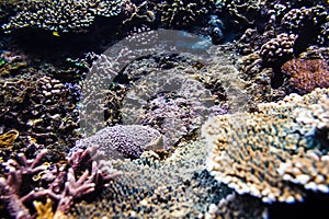 Tropical corals and fish on reef in Indian ocean.