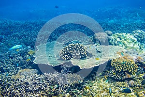 Tropical corals on reef in Indian ocean. Underwater snorkeling in sea
