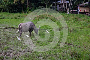 Tropical countryside with green field and buffalo. Philippines agriculture land. Carabao with white herons on pasture