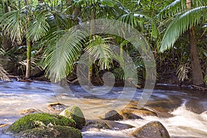 Tropical creek with palms in North Queensland