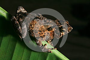 tropical crested toad rain forest amphibian night photo