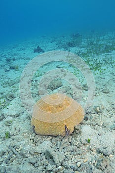 Tropical cushion sea star