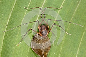 Tropical daddy-long-legs on a leaf of the plant.